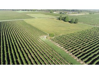 Van Buren County, Michigan Farmland - LAND AUCTION - 300+/- ACRES SPECIALTY CROP - GRAPES AND HOPS - OFFERED IN 8 TRACTS IN VAN BUREN COUNTY, MICHIGAN